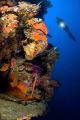 Port-side navigational lantern, Kansho Maru, Chuuk Lagoon (Truk), Micronesia. 