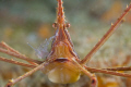 Arrow crab using a Subsee adapter and 60mm lens for a tight head shot with no crop. 