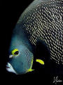 This image was taken during a dive last weekend at Molasses Reef off Key Largo, Fla. Conditions were the best. This French Angel looks skeptical of the tought of me taking it's photo. 