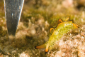 Ornate Elysia Sea Slug with dive knife for reference scale. D300-60mm with SubSee adapter. 