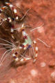 Coral Banded Cleaner Shrimp with eggs. 