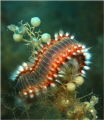Fireworm 
