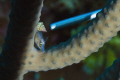 Pygmy file fish, north wall, off of Rum Point, Grand Cayman. 