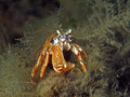 Our waters can be grey, but these heremite lobsters make it colourful. 