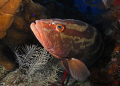 Nassau Grouper (Epinephelus striatus) Roatan Honduras 08-09  Sea & Sea DX1G 