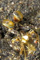 found in Lembeh; d200 