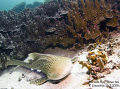 Friendly Leopard shark 