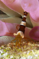 Squat anemone shrimp 