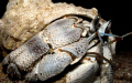 Hermit Crab, 
Dahab ,
 