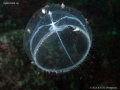 Amphipods riding a jelly. Ogden Point, BC. Canon G10 & Inon D2000. 