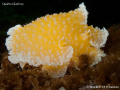 Orange-peel nudibranch (Tochuina tetraquetra). Quadra Island, BC. Canon G10 & Inon D2000. 