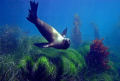 Sun Dancer. A California Sea Lion frolicks in the surf at Anacapa Island. Shot with a Canon digital rebel and 10-22mm zoom in Ikelite Housing using natural light. 