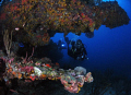 Divers at Blonde Rock, BVI. 