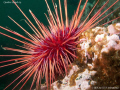 Red sea urchin. Quadra Island, BC. Canon G10 & Inon D2000. 