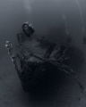 A diver being pretty brave at the wreck of the Fearless. 