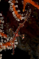 Juvenile Harlequin Ghost Pipe Fish.Nikon D300,60 mm lense,1 SB 105 and an Ikelite 160 strobe. 