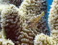 Pillar coral with a Slender Filefish "just blending in"... Cayman Brac 