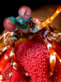Mantis Shrimp w/ Eggs...Canon G10, and dual UCL165, image is not-cropped in anyway.  Sea and Sea Strobes.  Trying to get the colour right; first time using RAW on this trip! EDIT: saturation 