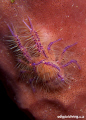 Hairy Squat Loster in Lembeh. Taken with D200 and 60mm lens +4T diopter 