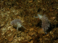 Pearly Nudibranch--Photo shot with Olympus C-7070 in Olympus PT-027 housing with Nikonos SB-103 slave strobe. 