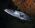 A Great Barracuda inside the wreck of the Chikuzen. 