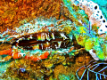 North Atlantic Thorny Oyster seen in Freeport Bahamas May 2009.  Photo taken with a Canon SD 550 