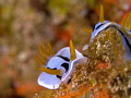 Nudibranchs. Menjangan Island, Bali 