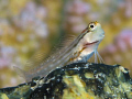Blenny looking happy 