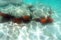 Orange Coral (Fire Coral) and Fish 