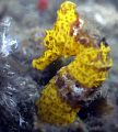 SEA HORSE 