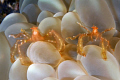 Nikon d2x 60mm macro 