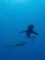 Two (out of many) reef sharks patroling the waters of the Vertigo dive site off the west side of the Yap island. Canon XSi with EFs 17-85mm IS USM lens in Ikelite housing. 