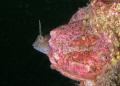 Seaweed Blenny in Barnacle, Gulf of Mexico, Florida 