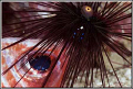 Dead squirrelfish being eaten by a sea urchin 