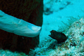 Size doesn't matter! Male Sailfin blenny protecting his territory against "the  intruder". He actually nibbled on my daughter's finger when she moved it just a tiny bit closer. 