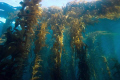 Good Start.  The kelp forest at Anacapa Island, health and calm.  Shot with a Canon Digital rebel in an Ikelite Housing using 10-22mm zoom and natural light at 1/125 seconds f/4.5. 