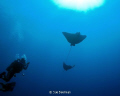 Divers observing two spotted eagle rays swimming above them in Utila 