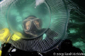 This moon jelly was about the size of a dinner plate. I just held the housing out in front and took a snap. 