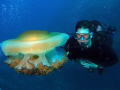 A diver check our a fried egg jelly fish. 