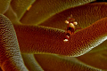 Squat anemone shrimp 