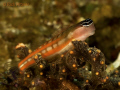 Australian blenny (Ecsenius axelrodi) at Komodo.  G9/DS160s/UCL165s. 