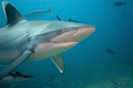 Silvertip reef shark taken in Beqa Channel, Fiji.  During our shoot she frequantly snuck up from behind me and pushed her tummy onto my head.  Very big for a silvertip at around the 2m mark.  SHot using a nikon D90 and Nikons new 10-24mm lens. 