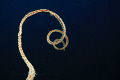 The whip coral. 
