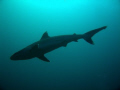 Silvertip at Cocos Islands (p.s. Looked better on my PC :)) 