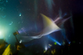 Fantasy of flight. 