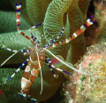YUCATAN SHRIMP... 