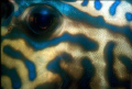 Cowfish eye, Nikonos V 35 mm 1:2 macro tube and Nikonos SB 105 shot on Kodachrome 64 