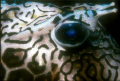 Cowfish eye. Nikonos V, 35 mm, 1:2 extension tube, SB 105 on Kodachrome 64. No cropping and no photoshop work, that's actually the color of the fish's eye, or the reflection of the strobe off the retina. Red eye with humans, is it blue eye with fish? 