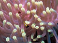 Baby amphiprion malheureusement un peu flouuu... 