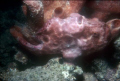 Frogfish, it was harder to see in real life that it seems in this photo, shot with a Nikonos V, 35 mm lens and 1:3 macro tube, Nikonos SB 105 on Kodachrome 64 and shown here full frame, no cropping. 